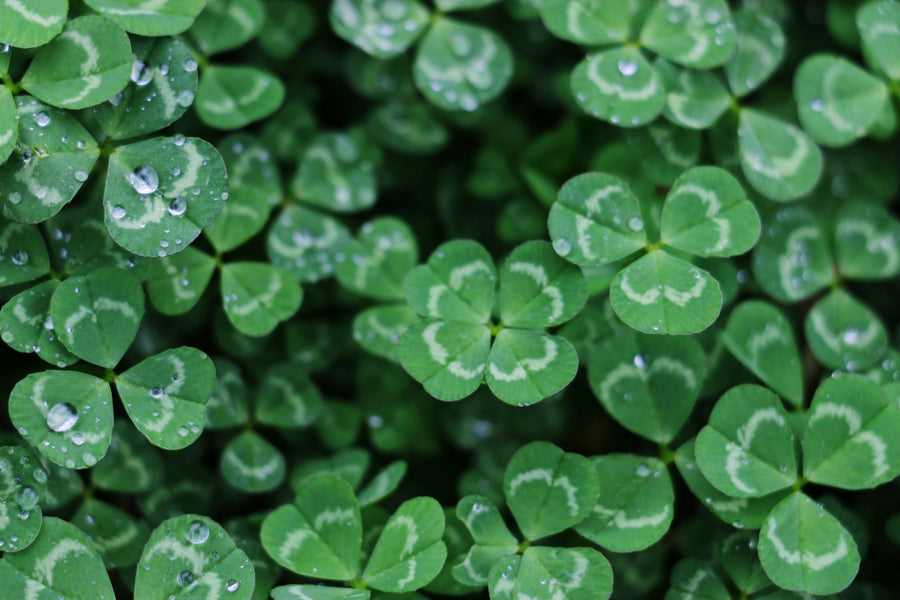 St. Patrick's Day Shenanigans: Crafts, Games, and Green Treats for Kids